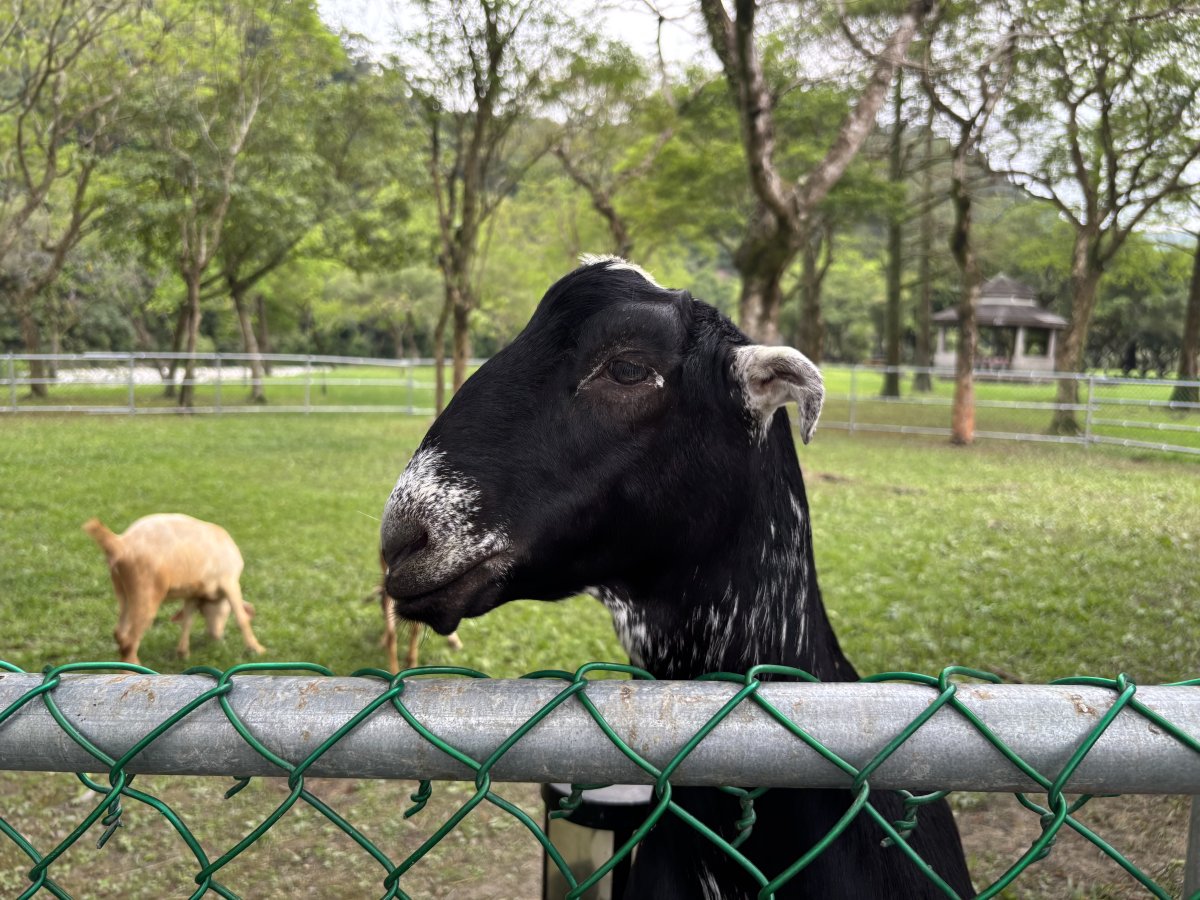 Livestock Museum 剪影 1