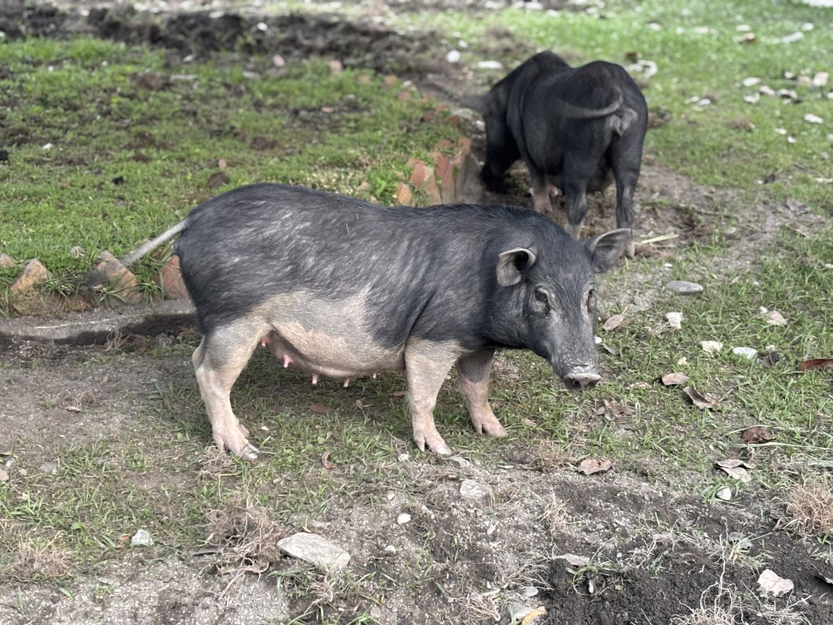 Livestock Museum 剪影 3