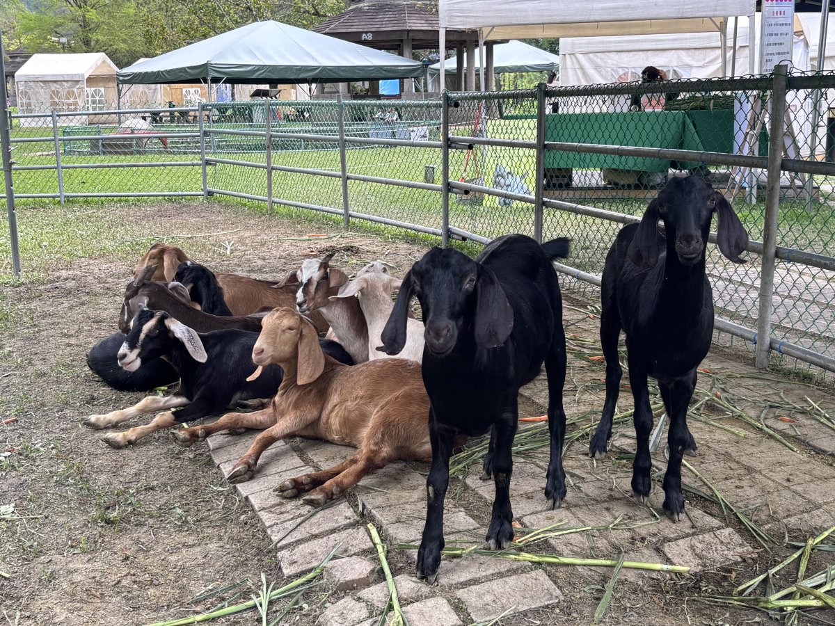 Livestock Museum 剪影 4